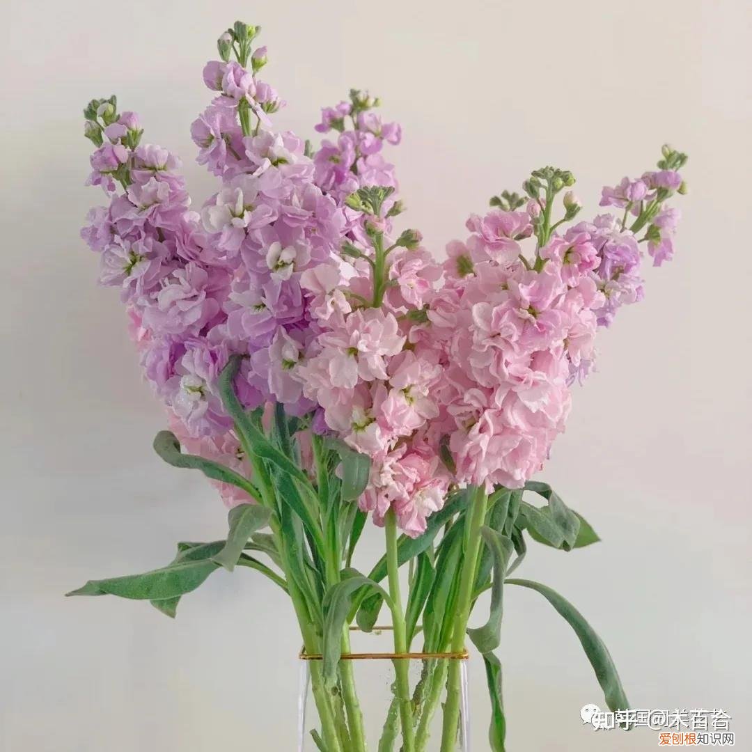 花材的养护，常用花材养护攻略，花艺师必看！