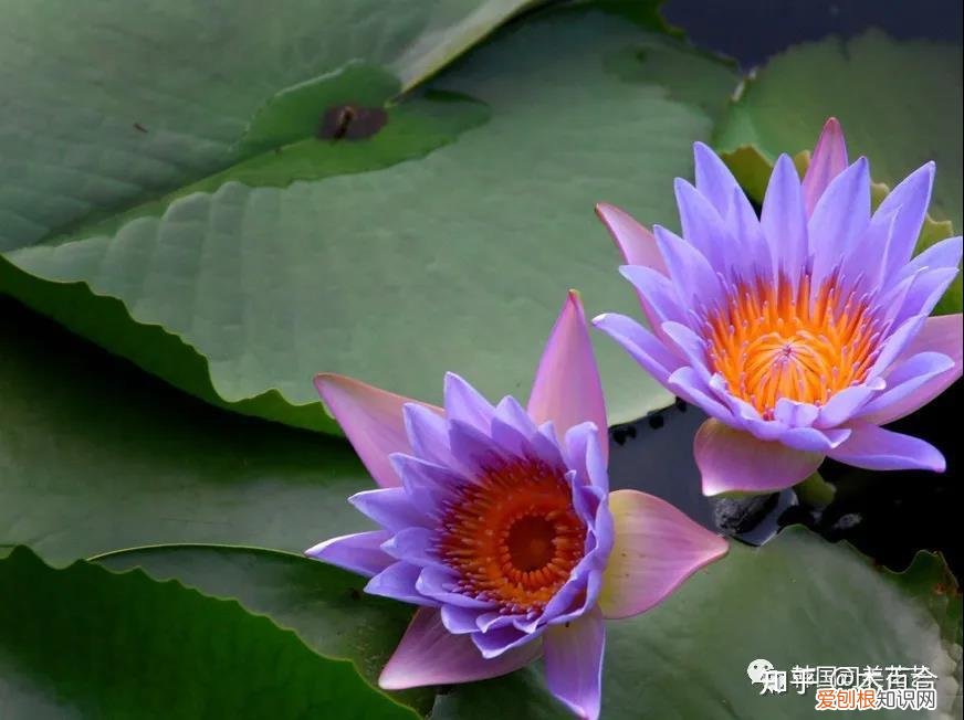 花材的养护，常用花材养护攻略，花艺师必看！