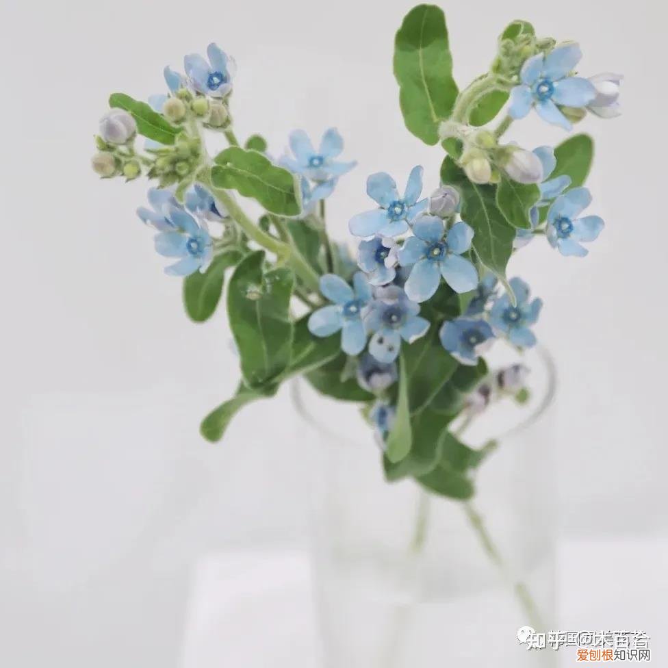 花材的养护，常用花材养护攻略，花艺师必看！