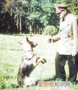养宠物狗入门，这18个养宠小常识，作为养狗的老手您都知道吗？