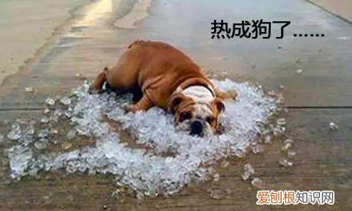养宠物狗入门，这18个养宠小常识，作为养狗的老手您都知道吗？