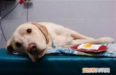 养宠物狗入门，这18个养宠小常识，作为养狗的老手您都知道吗？
