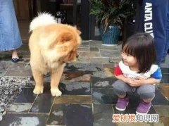养宠物狗入门，这18个养宠小常识，作为养狗的老手您都知道吗？