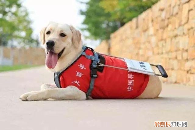 养宠物狗入门，这18个养宠小常识，作为养狗的老手您都知道吗？