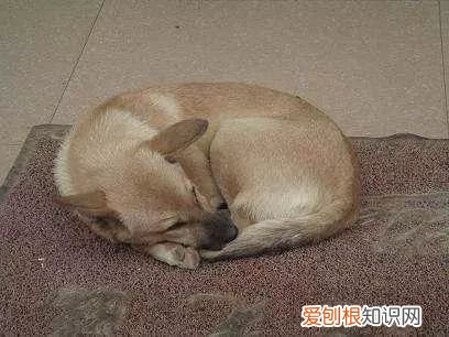 养宠物狗入门，这18个养宠小常识，作为养狗的老手您都知道吗？