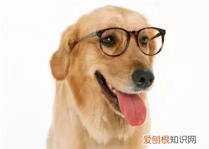 养宠物狗入门，这18个养宠小常识，作为养狗的老手您都知道吗？