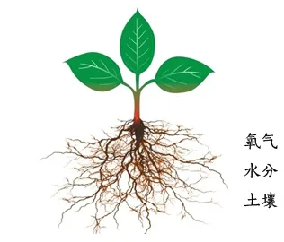 怎么养绿植叶子不发黄，怎样养花不容易死？