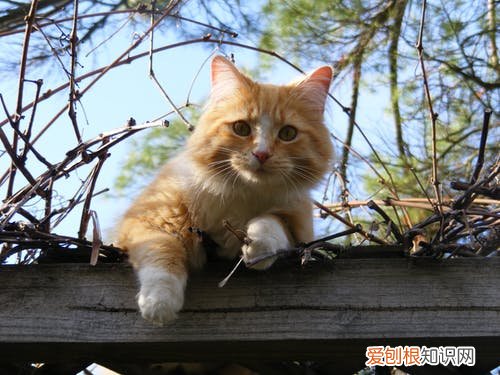 关于宠物知识产权，了解一下？15条有趣的宠物小知识让你大开眼界