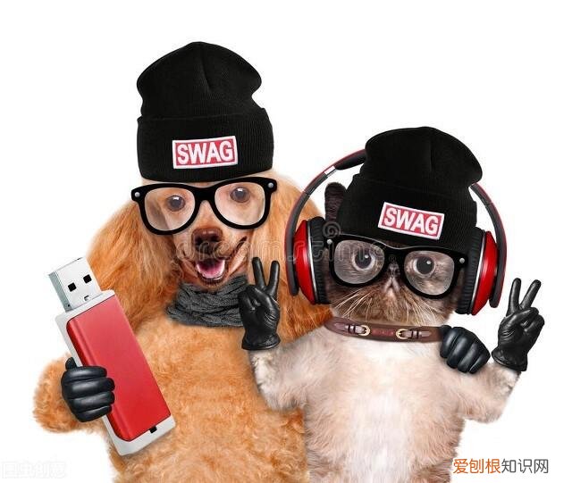 养宠物需要知道的基本知识有哪些，养宠物需要知道的基本知识
