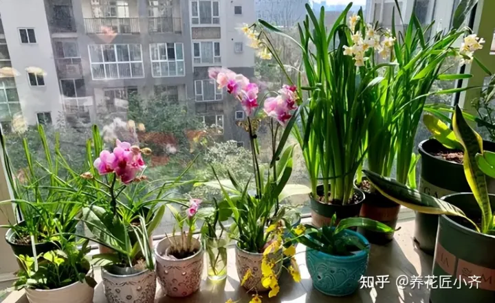 养花基本常识，想要养好花，先懂花儿“需要啥”，高手都明白，新手容易栽跟头