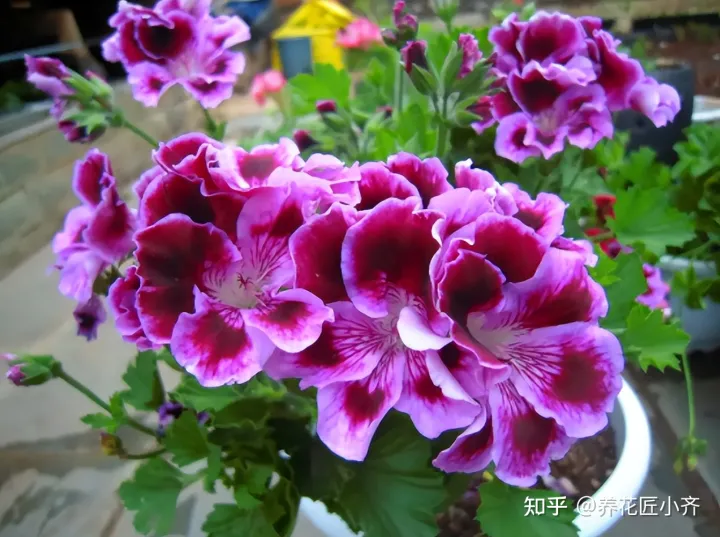 养花基本常识，想要养好花，先懂花儿“需要啥”，高手都明白，新手容易栽跟头