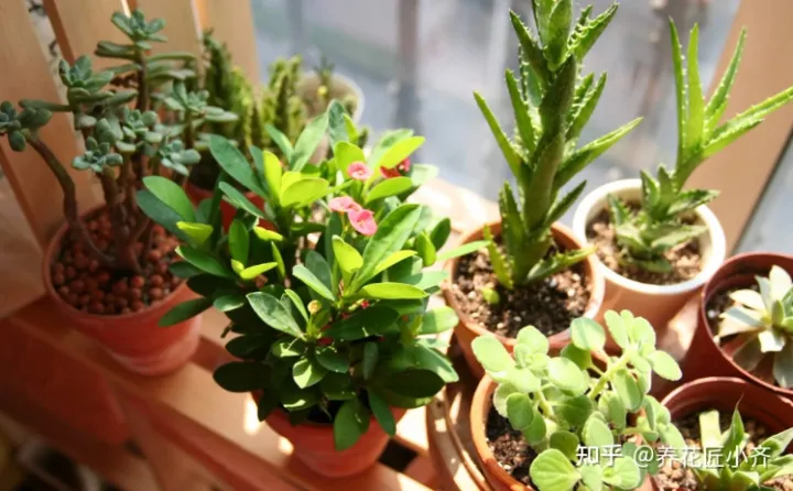 养花基本常识，想要养好花，先懂花儿“需要啥”，高手都明白，新手容易栽跟头
