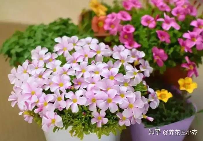 养花基本常识，想要养好花，先懂花儿“需要啥”，高手都明白，新手容易栽跟头