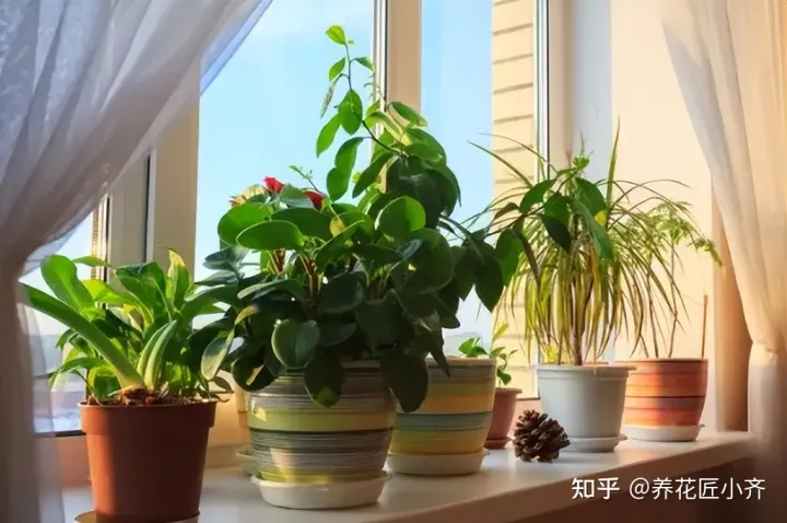 养花基本常识，想要养好花，先懂花儿“需要啥”，高手都明白，新手容易栽跟头