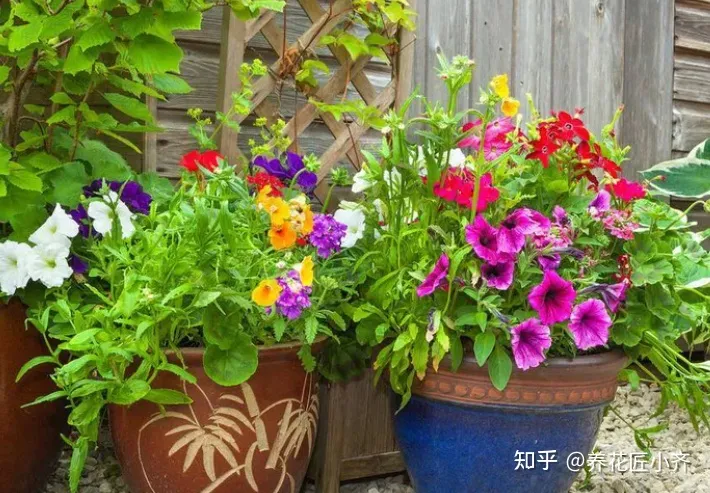 养花基本常识，想要养好花，先懂花儿“需要啥”，高手都明白，新手容易栽跟头