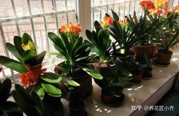 养花基本常识，想要养好花，先懂花儿“需要啥”，高手都明白，新手容易栽跟头