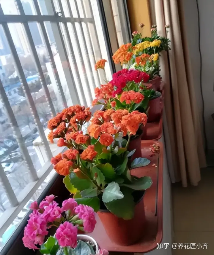 养花基本常识，想要养好花，先懂花儿“需要啥”，高手都明白，新手容易栽跟头
