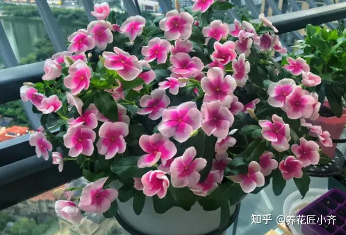 养花基本常识，想要养好花，先懂花儿“需要啥”，高手都明白，新手容易栽跟头