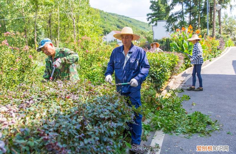 养花的小窍门，养花5个基本点要点_养花的新手入门篇__养花新手必看