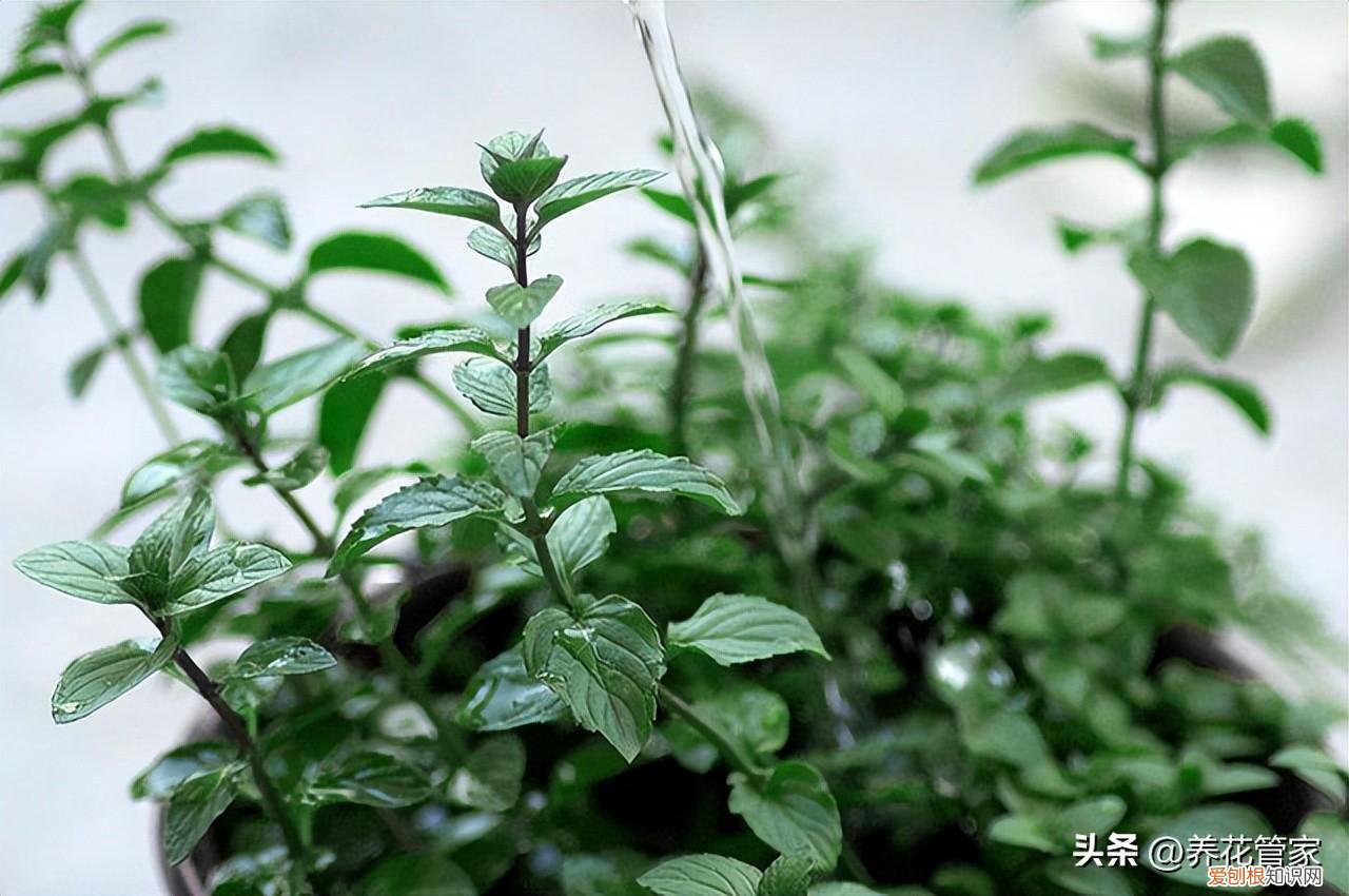 给植物浇水的目的,养花不会浇水?十大名词解释,读懂了,浇水不是事