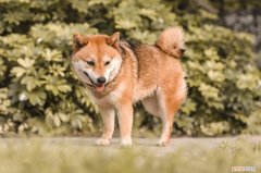 养狗用英语怎么说，养狗人要知道：喂狗、遛狗，英语都怎么说？