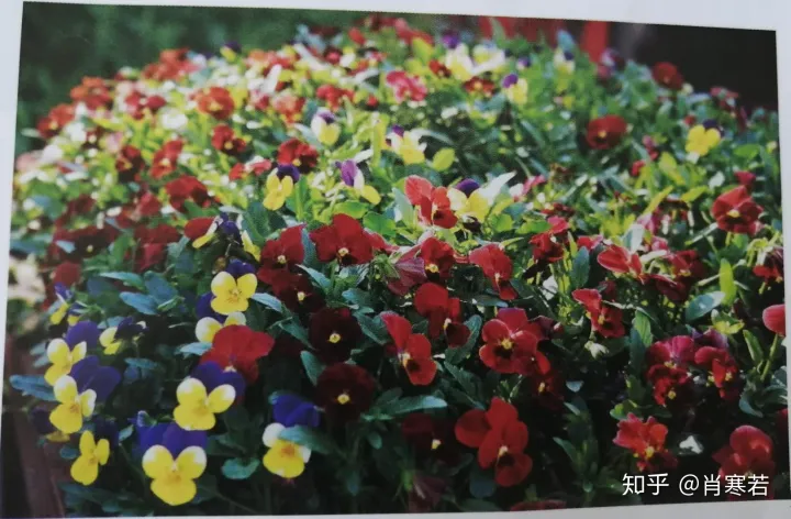 养花品生活,新手所需要知道的基础知识是什么，养花品生活，新手所需要知道的基础知识