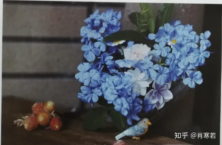 养花品生活,新手所需要知道的基础知识是什么，养花品生活，新手所需要知道的基础知识
