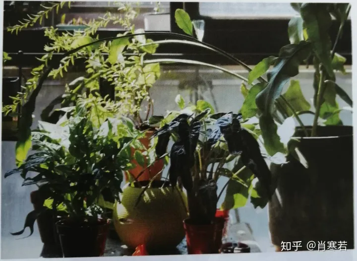 养花品生活,新手所需要知道的基础知识是什么，养花品生活，新手所需要知道的基础知识