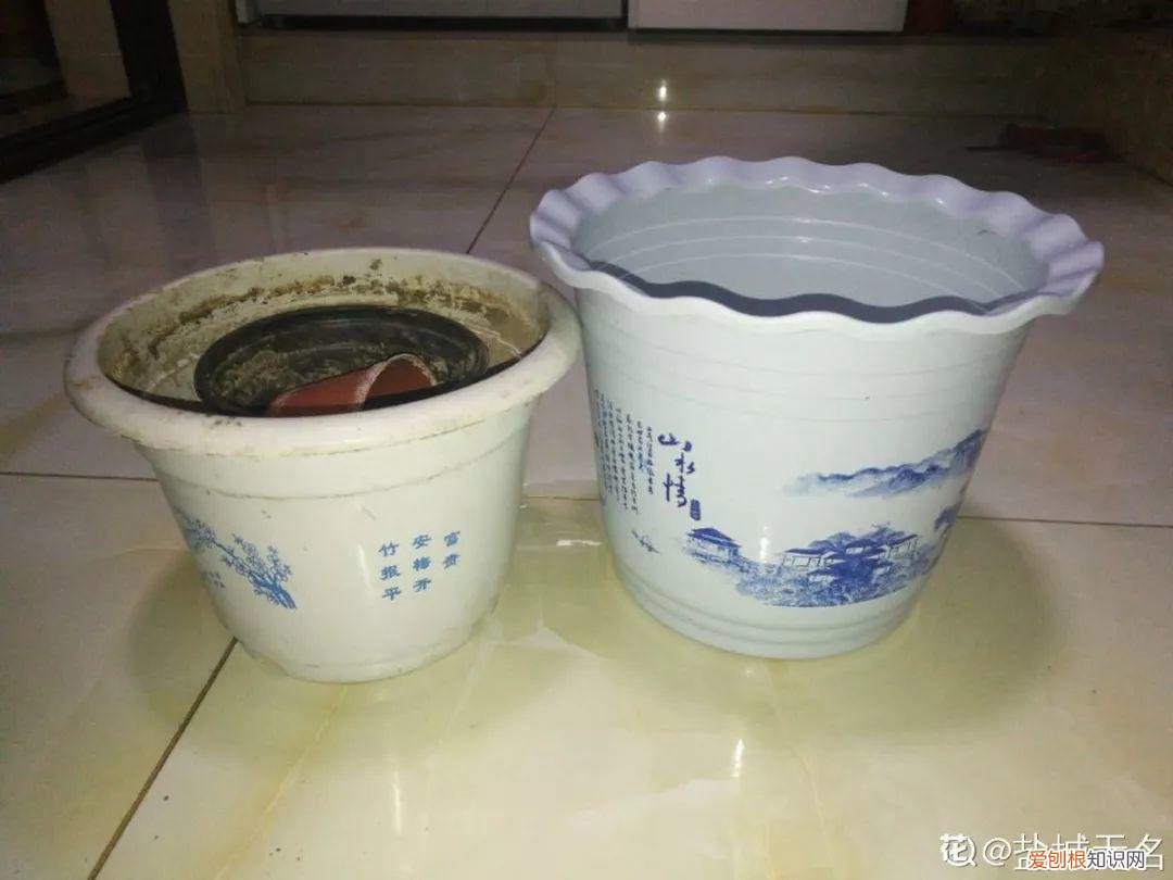 适合在家养的花好养活的，在家养花，这4点得弄明白，不然啥花也能毁在你手里