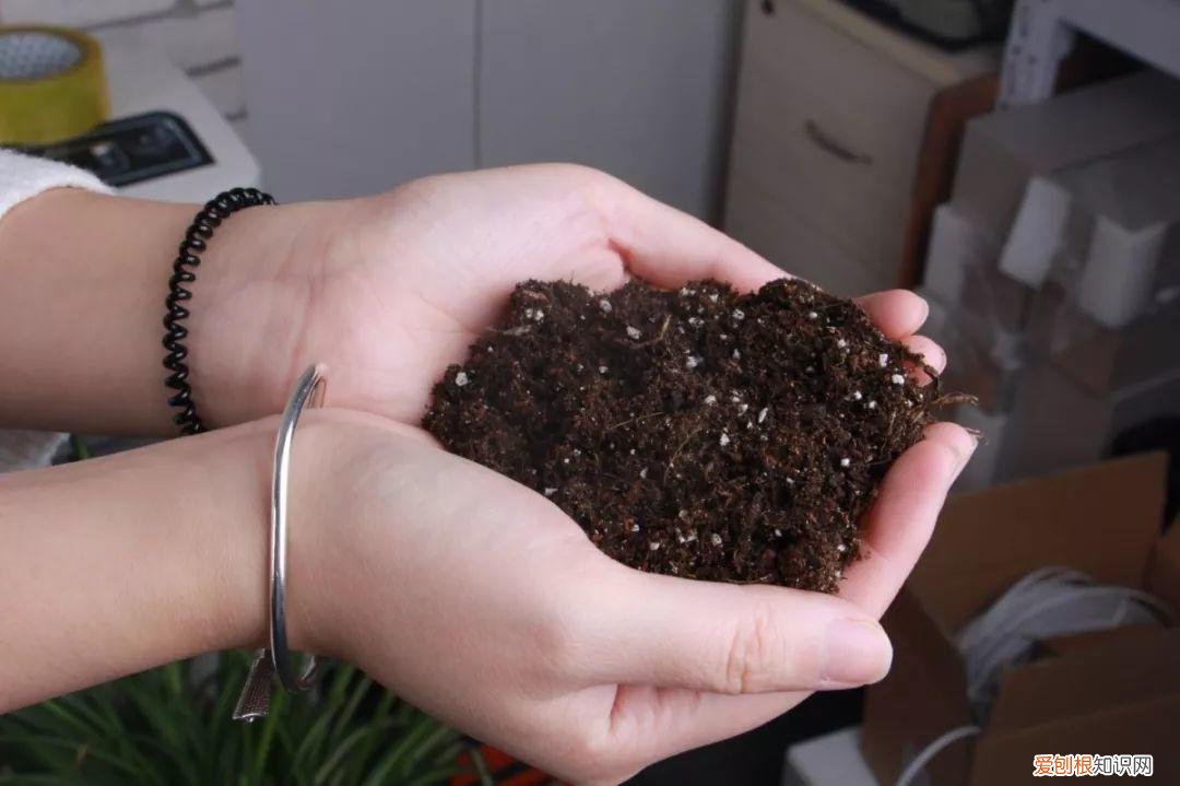 适合在家养的花好养活的，在家养花，这4点得弄明白，不然啥花也能毁在你手里