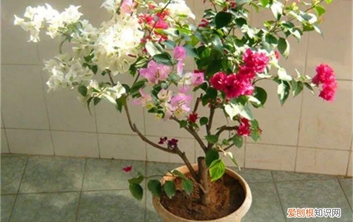适合在家养的花好养活的，在家养花，这4点得弄明白，不然啥花也能毁在你手里