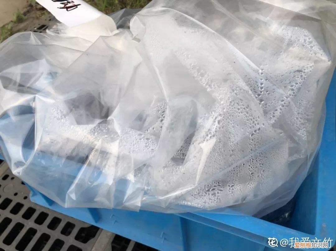 适合在家养的花好养活的，在家养花，这4点得弄明白，不然啥花也能毁在你手里