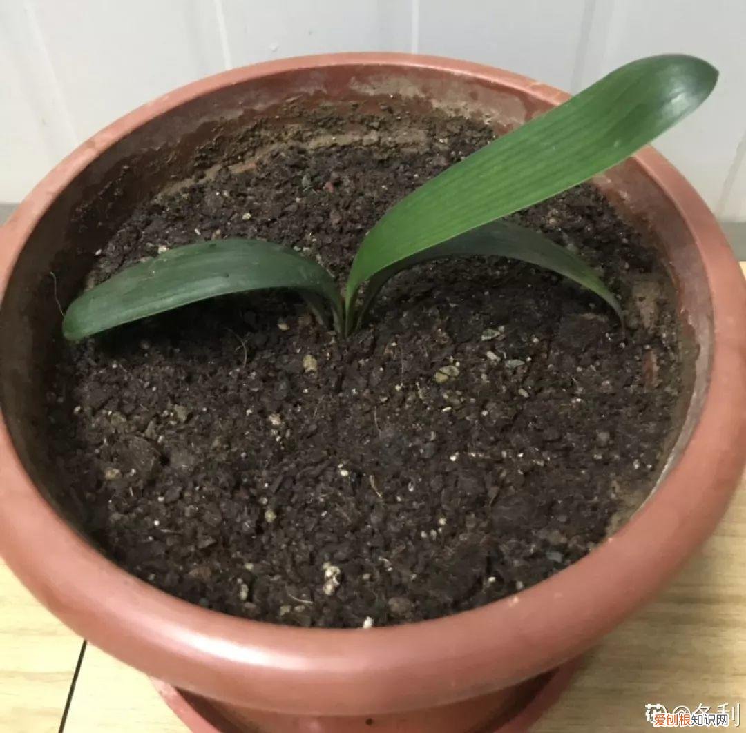 适合在家养的花好养活的，在家养花，这4点得弄明白，不然啥花也能毁在你手里