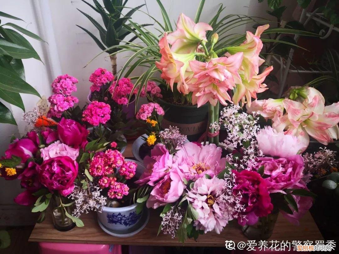 适合在家养的花好养活的，在家养花，这4点得弄明白，不然啥花也能毁在你手里