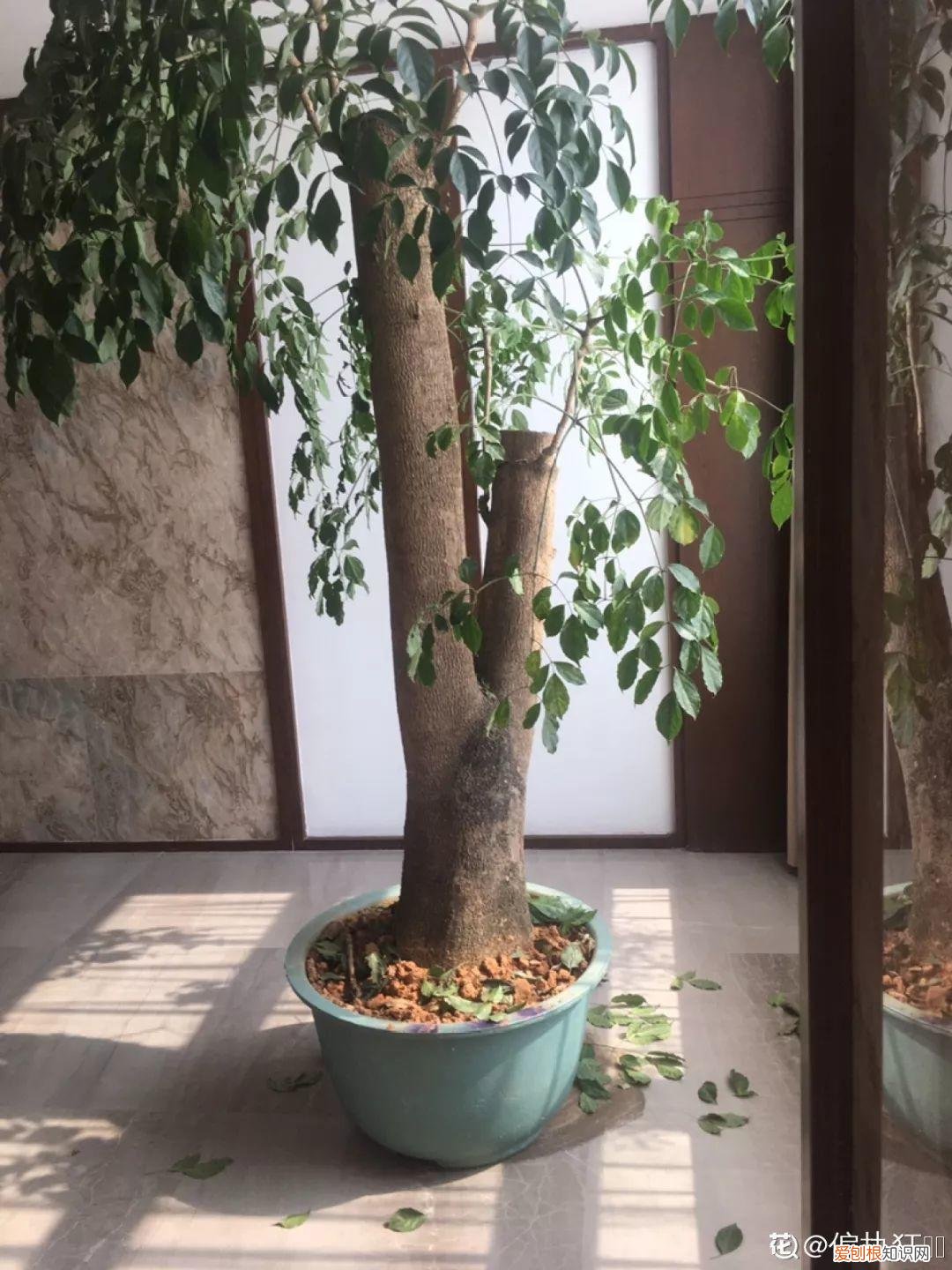 适合在家养的花好养活的，在家养花，这4点得弄明白，不然啥花也能毁在你手里