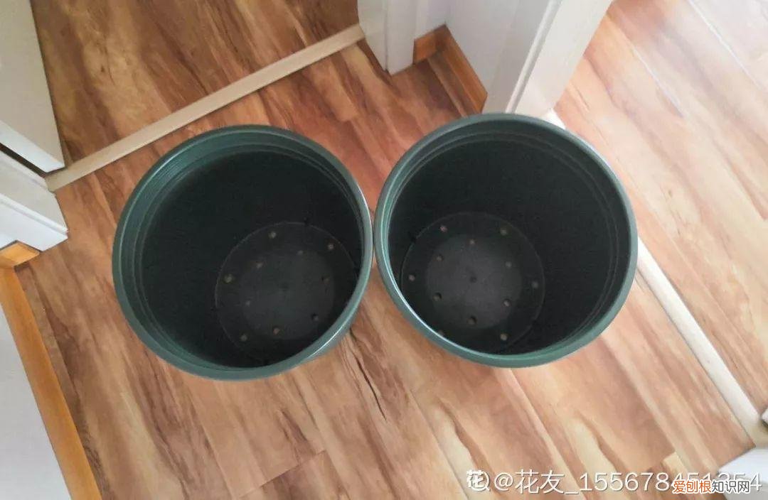 适合在家养的花好养活的，在家养花，这4点得弄明白，不然啥花也能毁在你手里