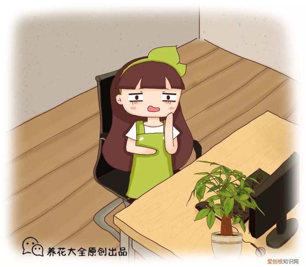 适合在家养的花好养活的，在家养花，这4点得弄明白，不然啥花也能毁在你手里