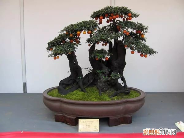不施肥的花,养花常识|不施肥花叶不旺,盲目施肥柴火成筐