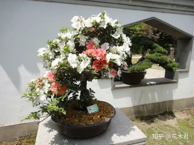 不施肥的花,养花常识|不施肥花叶不旺,盲目施肥柴火成筐
