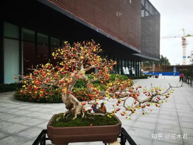 不施肥的花,养花常识|不施肥花叶不旺,盲目施肥柴火成筐