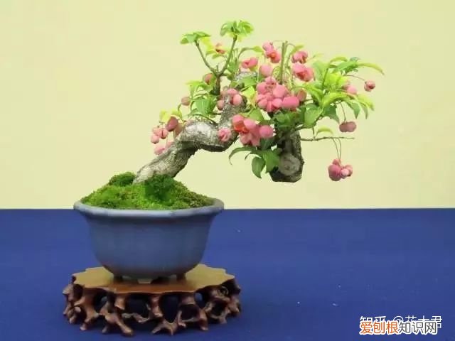 不施肥的花,养花常识|不施肥花叶不旺,盲目施肥柴火成筐