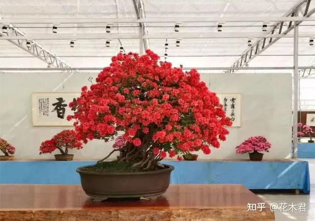 不施肥的花,养花常识|不施肥花叶不旺,盲目施肥柴火成筐
