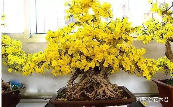 不施肥的花,养花常识|不施肥花叶不旺,盲目施肥柴火成筐