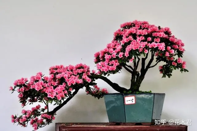 不施肥的花,养花常识|不施肥花叶不旺,盲目施肥柴火成筐