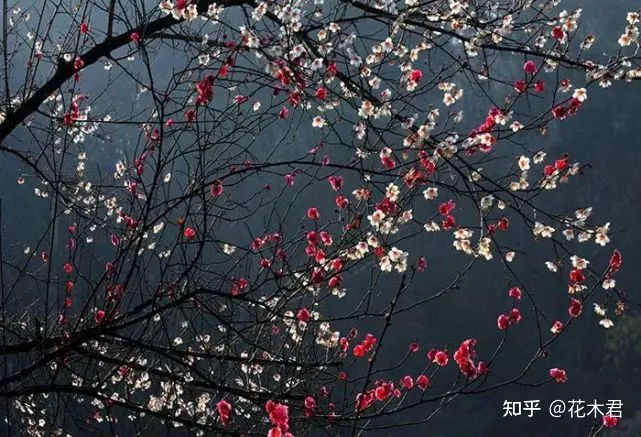 不施肥的花,养花常识|不施肥花叶不旺,盲目施肥柴火成筐