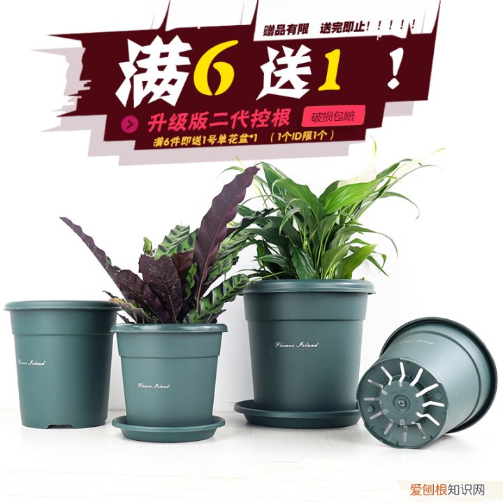 可不可以给我普及一个养花小知识呢，可不可以给我普及一个养花小知识？