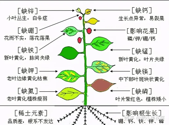 问一下养花指，从养花小白到养花大神，养一盆爆一盆，养花知识大总结请笑纳！