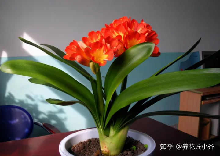 养花就要懂花语吗，养花入门很简单，记住“久病成医”，真正爱花，才能变成养花高手