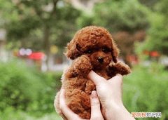 小狗在路边散步仿写拟人句子，路边的“小狗”不要“采”