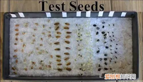 养花的窍门，30个养花实用技巧，看完你也是养花小达人
